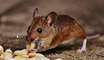 24 Hour & Emergency Exterminators in Allensworth, CA